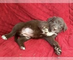 Small Photo #26 Borador Puppy For Sale in MARION, VA, USA