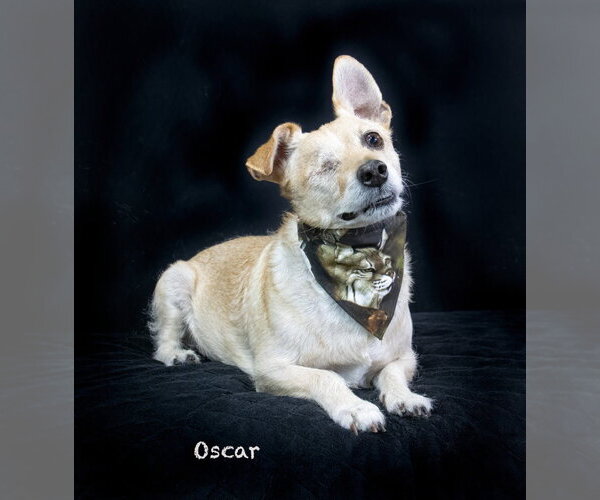 Medium Photo #3 Mutt Puppy For Sale in Hot Springs Village, AR, USA