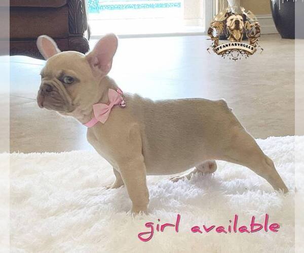 Medium Photo #7 French Bulldog Puppy For Sale in LEHIGH ACRES, FL, USA