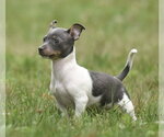 Small #1 Chihuahua
