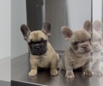 Small #1 French Bulldog