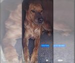 Small Chinese Shar-Pei Mix