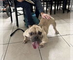 Small #1 French Bulldog Mix