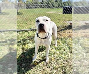 American Pit Bull Terrier Dogs for adoption in Derwood, MD, USA