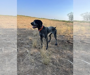 Mother of the German Shorthaired Pointer puppies born on 04/30/2024