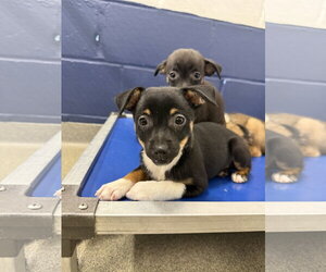 Chihuahua-Unknown Mix Dogs for adoption in Sterling, MA, USA