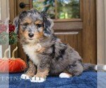 Gus - Male Bernedoodle (Miniature) Puppy for Sale - Photo #3