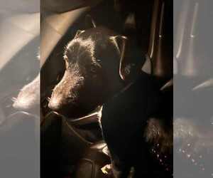 Cosmo - Male Labrador Retriever Dog for Adoption - Photo #4