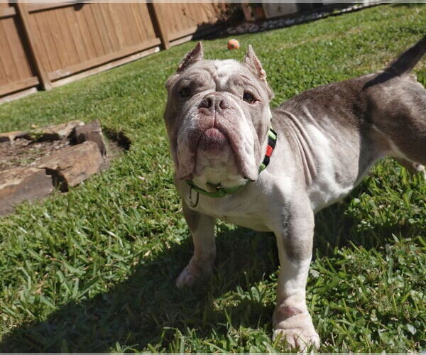 Medium Photo #5 American Pit Bull Terrier Puppy For Sale in Oak Bluffs, MA, USA