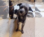 Small #7 Australian Shepherd