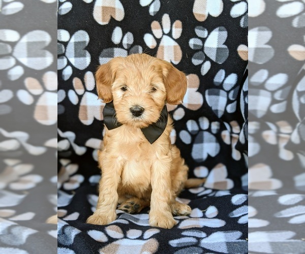 Medium Photo #1 Labradoodle Puppy For Sale in WILLOW STREET, PA, USA