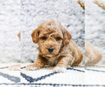 Small Photo #22 Poodle (Toy) Puppy For Sale in SYRACUSE, IN, USA