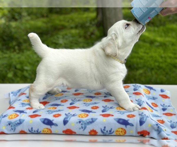 Medium Photo #11 Labrador Retriever Puppy For Sale in MOUNT AIRY, MD, USA