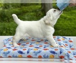 Small Photo #11 Labrador Retriever Puppy For Sale in MOUNT AIRY, MD, USA