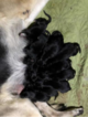 Small Photo #1 German Shepherd Dog Puppy For Sale in LOS ANGELES, CA, USA