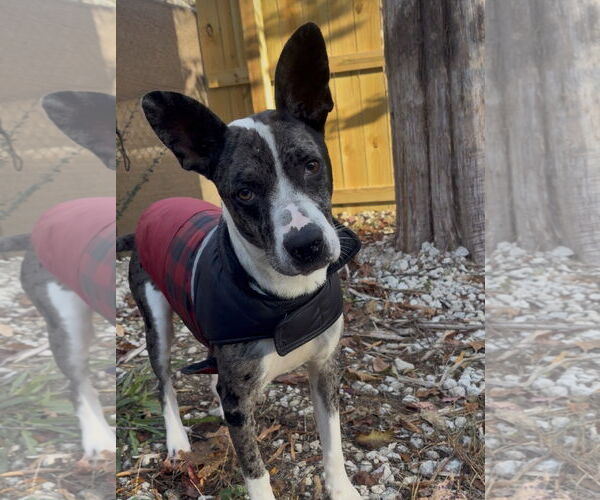 Medium Photo #3 Australian Shepherd-Catahoula Leopard Dog Mix Puppy For Sale in Newfoundland, PA, USA