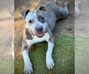 American Staffordshire Terrier Dogs for adoption in Tallahassee, FL, USA