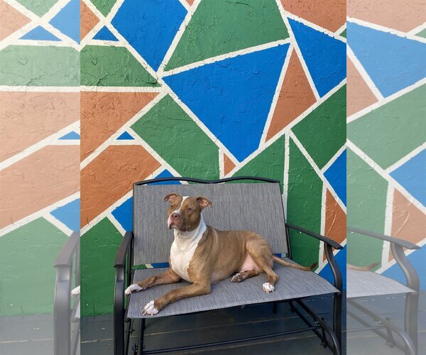 Medium Photo #1 Staffordshire Bull Terrier Puppy For Sale in Miami, FL, USA