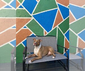 Staffordshire Bull Terrier Dogs for adoption in Miami, FL, USA