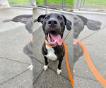 Small #2 Great Dane-Labrador Retriever Mix
