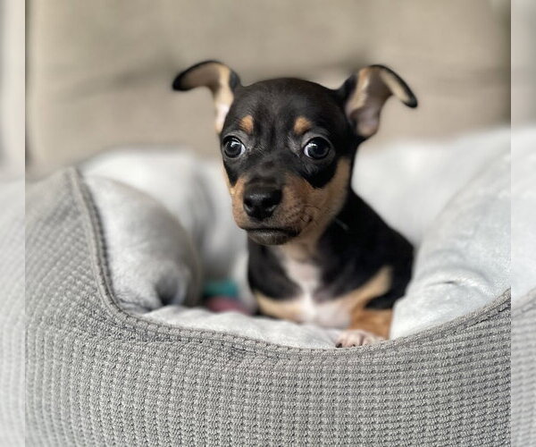 Medium Photo #1 Chipin Puppy For Sale in Shermans Dale, PA, USA