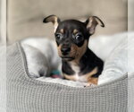 Venice - Female Chipin Dog for Adoption - Small photo