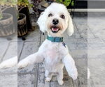 Small #2 Maltipoo (Miniature)