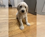 Small #2 Goldendoodle
