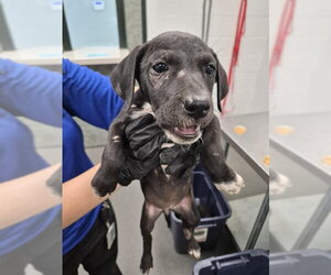 Labrador Retriever-Unknown Mix Dogs for adoption in Corpus Christi, TX, USA