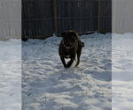 Small Photo #4 American Pit Bull Terrier-Unknown Mix Puppy For Sale in Germantown, OH, USA
