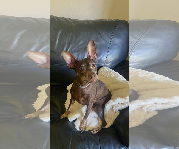 Medium Photo #2 Miniature Pinscher Puppy For Sale in Menifee, CA, USA