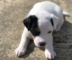 Small Photo #2 Jack Russell Terrier Puppy For Sale in MARSHALL, TX, USA
