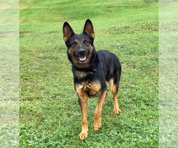 Medium Photo #1 German Shepherd Dog Puppy For Sale in Unionville, PA, USA