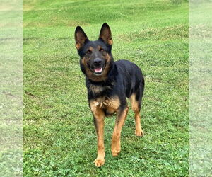 German Shepherd Dog Dogs for adoption in Unionville, PA, USA
