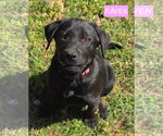 Small #1 Labrador Retriever Mix