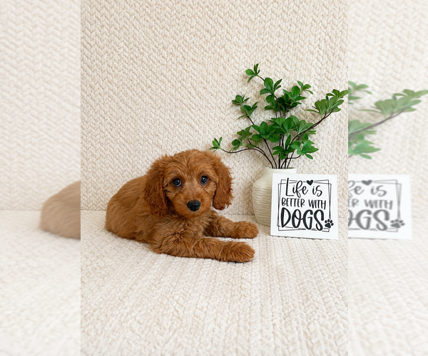 Medium Photo #3 Cavapoo (Miniature) Puppy For Sale in INDIANAPOLIS, IN, USA
