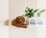 Small #2 Cavapoo (Miniature)