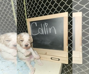 Goldendoodle (Miniature) Puppy for sale in GREELEY, CO, USA