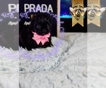 Small #8 Shih Tzu