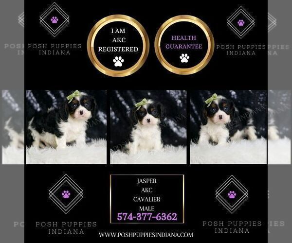 Medium Photo #39 Cavalier King Charles Spaniel Puppy For Sale in WARSAW, IN, USA