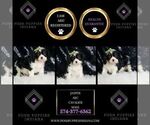 Small Photo #39 Cavalier King Charles Spaniel Puppy For Sale in WARSAW, IN, USA