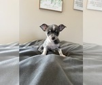 Puppy Female Chihuahua