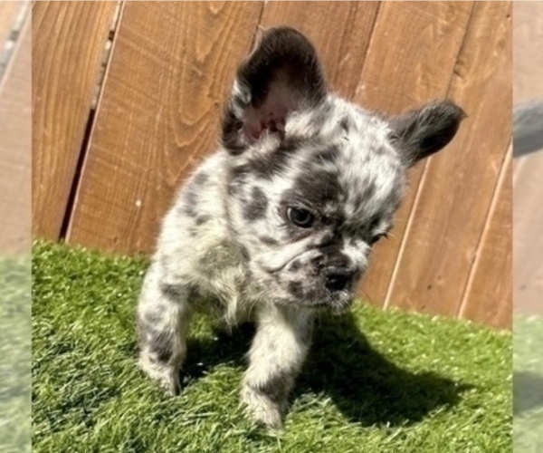 Medium Photo #8 French Bulldog Puppy For Sale in SEATTLE, WA, USA