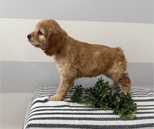 Medium Photo #5 Cockapoo Puppy For Sale in STANLEY, WI, USA