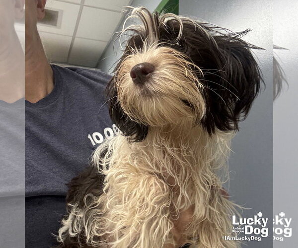 Medium Photo #4 Shih Tzu-Unknown Mix Puppy For Sale in Washington, DC, USA