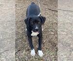 Small Boxer Mix