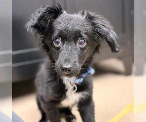 Chion Dogs for adoption in Aurora, CO, USA