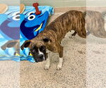 Small #3 Boxer
