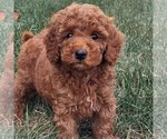 Small #1 Goldendoodle (Miniature)