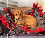 Small #19 Chihuahua